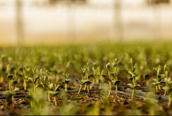 AlUla Plants 1M Natives to Power Green Tourism