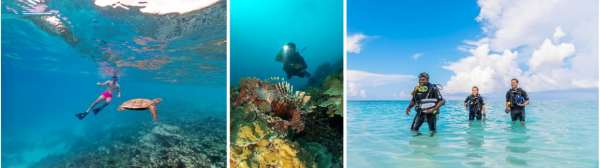 A Living Reef 1