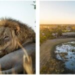 African Bush Camps Turns 20 With Purpose Intact