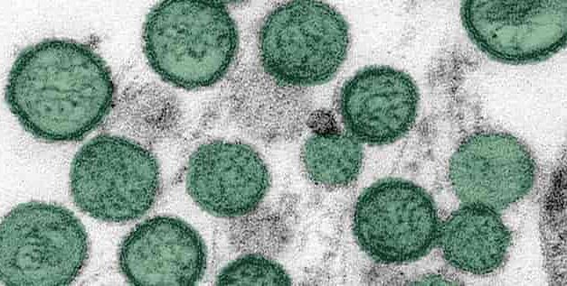 Deadly Cruise Virus Crisis Deepens as Fourth Passenger Falls ill