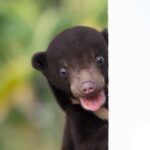 World Expeditions Expands Rare Wildlife Encounters