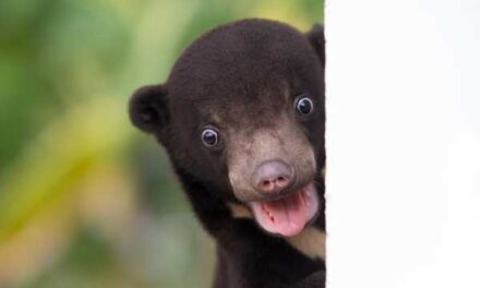 World Expeditions Expands Rare Wildlife Encounters