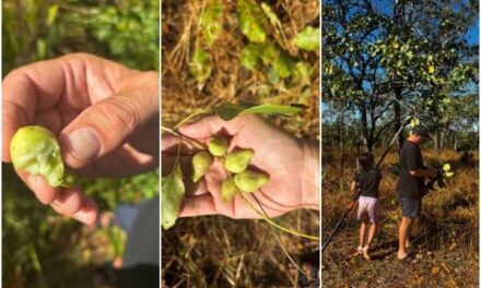 Indigenous Kakadu Plum Harvest Gains Major Support