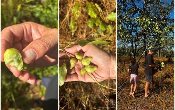 Indigenous Kakadu Plum Harvest Gains Major Support