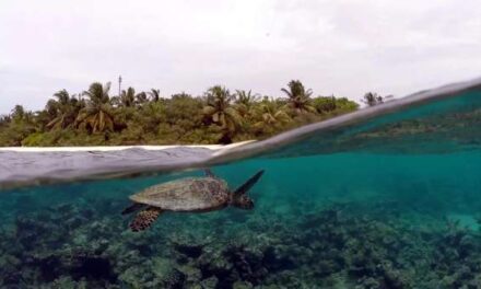 Eri Maldives Unveils a Stunning House Reef Escape