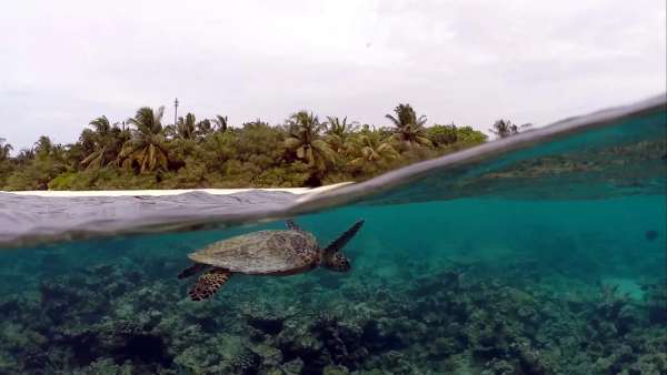 Eri Maldives Unveils a Stunning House Reef Escape