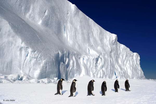 ASOC Warns Antarctic Policy Lags Behind Science