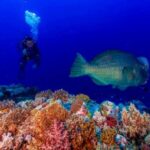 Dive Into the Philippines’ Coral Triangle Paradise