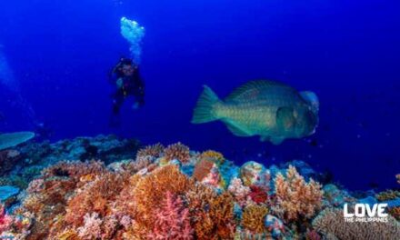 Dive Into the Philippines’ Coral Triangle Paradise