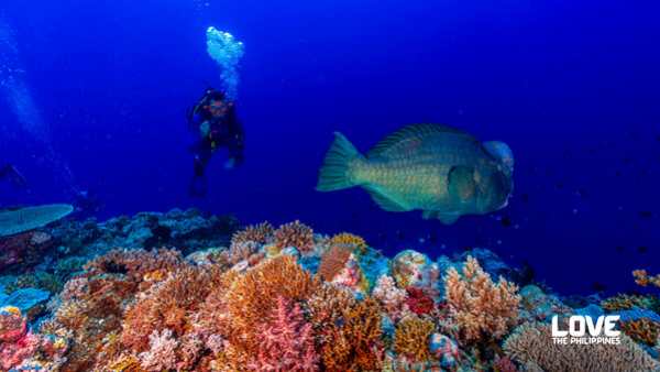 Dive Into the Philippines’ Coral Triangle Paradise