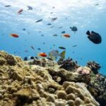Kandooma Offers Free Diving in the Maldives