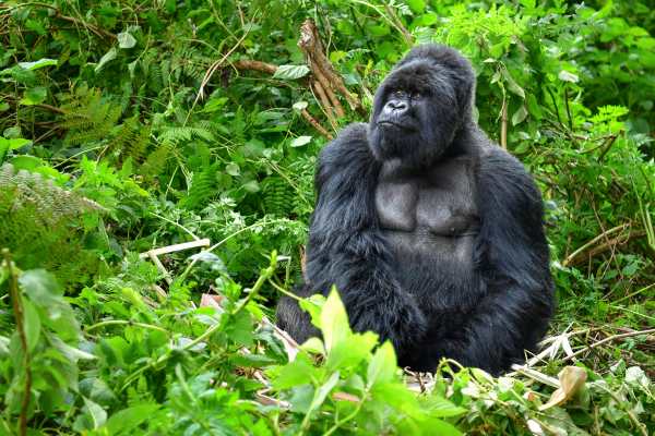 How David Attenborough Are You? Win a Gorilla Trek