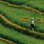 Jatiluwih Organic Rice Blends Wellness With Heritage