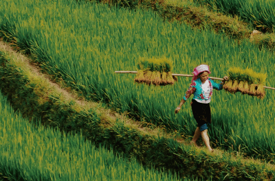 Jatiluwih Organic Rice Blends Wellness With Heritage