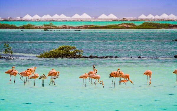 Bonaire Beach Escape From Under $250 a Night