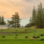Pitcairn Register Returns for Norfolk Bounty Day Roots