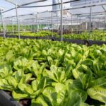 Rooftop Harvest Brings Fresh Flavours to the Table