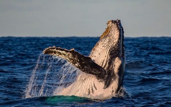 Central Coast Launches Bold New Tourism Campaign