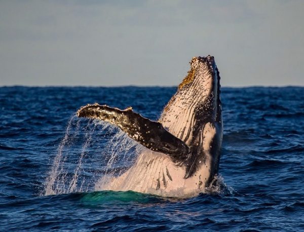 Central Coast Launches Bold New Tourism Campaign