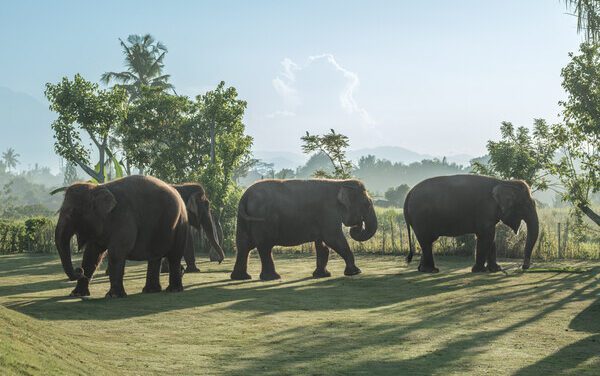Bali Zoo Unveils New Elephant Explorer Experience