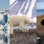 Swan Hellenic Shields Arctic Cruises From Fuel Hikes