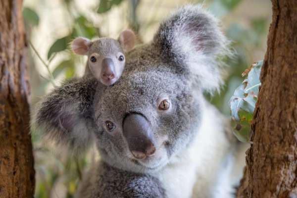 Australia Zoo Welcomes Queenie’s Adorable New Joey