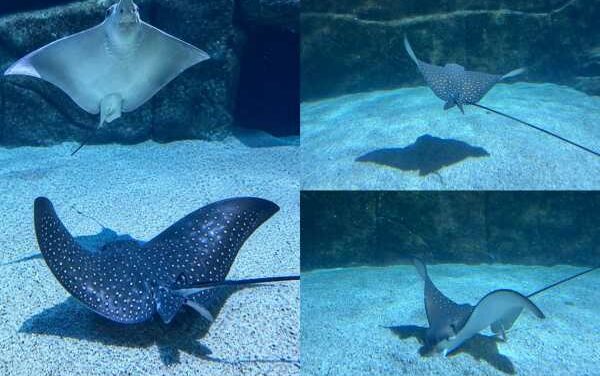 Eagle Ray Pups Make a Splash at SEA LIFE