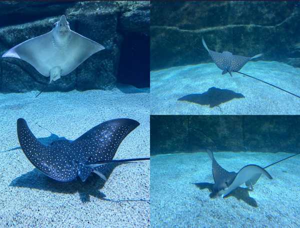 Eagle Ray Pups Make a Splash at SEA LIFE