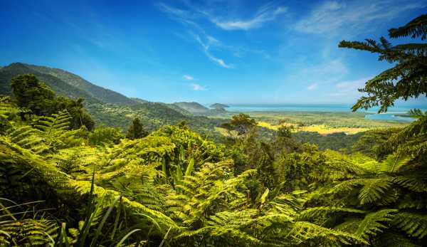Wet Tropics Rainforest, Tropical North Queensland Australia