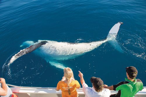 SeaLink Reveals Australia’s Best Whale Spots for 2026