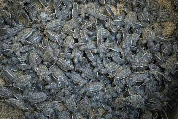 HADCO Leads Fight to Save Record Turtle Colony