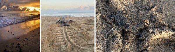 World Turtle Day Spotlight How HADCO Is Protecting a Record Leatherback Turtle Colony