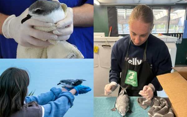 SEA LIFE Kelly Tarlton’s Shines for Cook’s Petrels