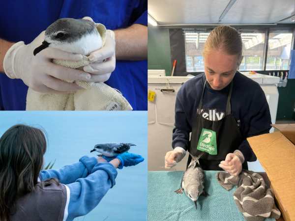 SEA LIFE Kelly Tarlton’s Shines for Cook’s Petrels