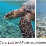 Dive Into a Season of Ocean Adventures