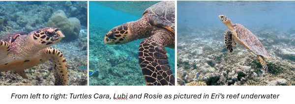 Dive Into a Season of Ocean Adventures
