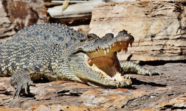 Kimberley Photography Voyages Capture Wild Wonders