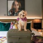 Crystalbrook Vincent Unleashes Brisbane’s Ultimate Pup Stay