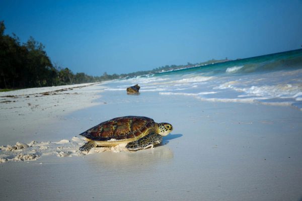 Global Leaders Pledge $6.4B for Ocean Action