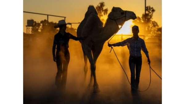 World Camel Day Brings Racing Giants to Outback Queensland