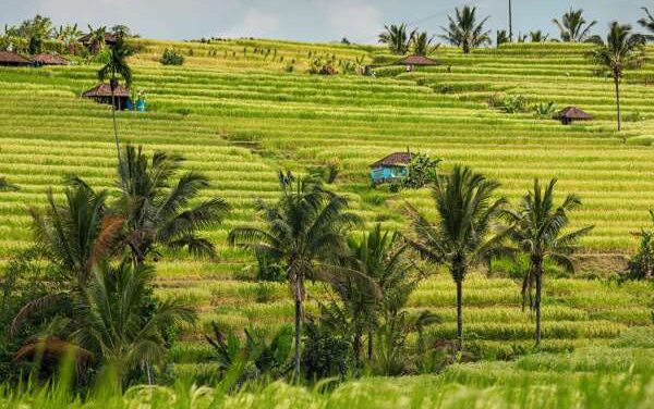 Jatiluwih Organic Rice Cultivates Wellness and Heritage