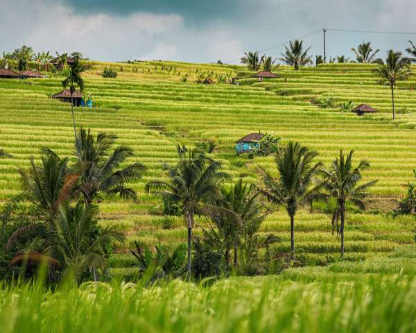 Jatiluwih Organic Rice Cultivates Wellness and Heritage