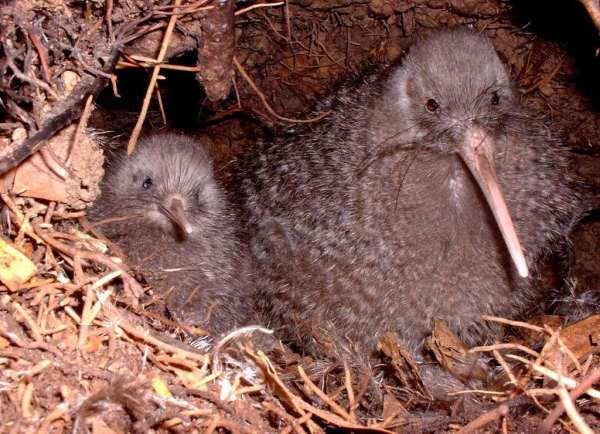 Little Spotted Kiwi Returns to Fiordland After Decade