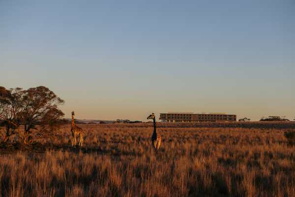 Celebrate Christmas Aboard the Great Southern