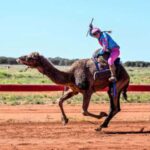 Outback Camel Rivals Set for Epic Queensland Rematch