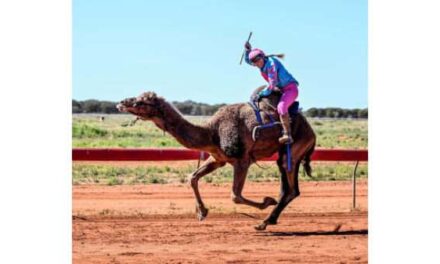 Outback Camel Rivals Set for Epic Queensland Rematch