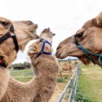 Camel Milk Rum Debuts in Scenic Rim First