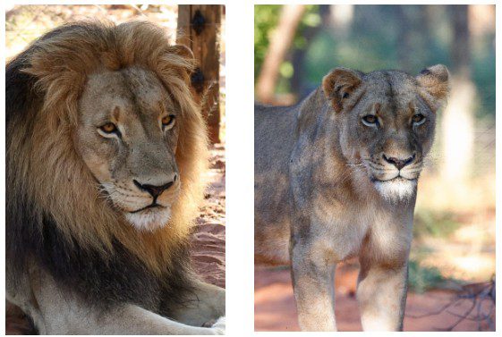 The newly reintroduced lions at Lolelunga Private Reserve