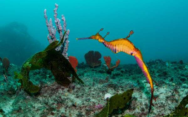 Sydney Airport Backs Major Botany Bay Seagrass Revival