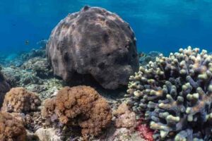 Understand more of the undersea world with Apex Voyages